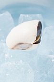Asiatische Muschel auf Eiswürfeln (Close Up)