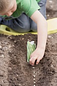 Boy planting beans in soil