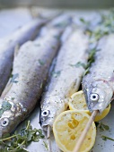 Trout with lemon halves and herbs ready for grilling
