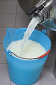 Cheese-making (Whey running out of a stainless steel tank)