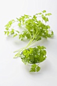 Chervil