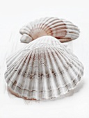 Two scallop shells