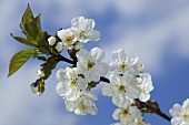 Cherry blossom sprig (morello cherry)