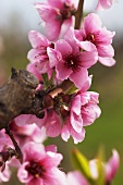 Nektarinenblüten am Zweig