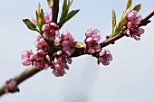 Zweig mit Pfirsichblüten