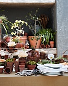 Various plants in pots with cutlery and a pile of plates