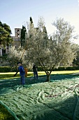 Olives being shaken from a tree in Tuscany, Italy