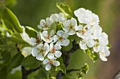 A sprig of pear blossoms (variety: beurre gris)