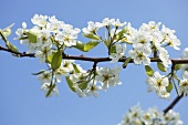 A spig of pear blossoms (variety: Williams pear)