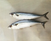 Two mackerel