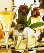 Lenten roses and white wine