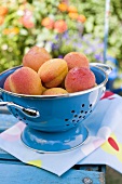 Frische Aprikosen im Sieb auf einem Gartentisch