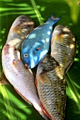 Five exotic fish on banana leaf