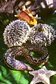 Starfish, sea urchins and moray eel