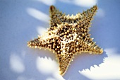 A starfish