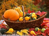 Wicker basket with pumpkin, squashes and gourds