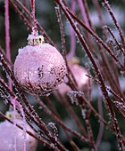 Rosa Christbaumkugel an Hartriegelzweigen (Cornus alba)