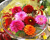 Dahlias floating in a glass vase