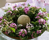 Wreath of various types of scented geraniums