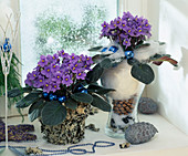Two pots of African violets with Advent decorations