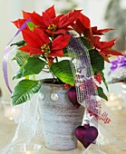 Red poinsettia in pot with heart-shaped tree ornaments