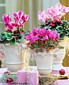 Three cyclamens with Christmas decorations