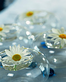 Marguerites used as table decoration