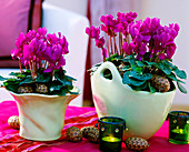 Cyclamen with cones and wind lights