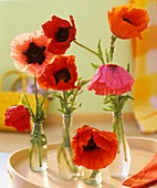 Pink, orange and red poppies in glass bottles