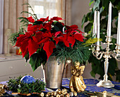 Poinsettia with white pine branches