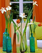 Narcissi and tulips in coloured bottles