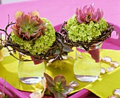 Lenten roses with frill of Viburnum and birch twigs