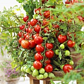 Tomato plant, variety 'Tasty Tom'
