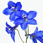 Delphinium 'Delphinium Blue'