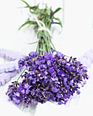 Blühender Lavendel, gebündelt