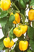 Yellow peppers on the plant