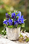 Bunch of gentians in a metal pot