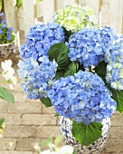 Hydrangea 'Blue Heaven' in flowerpot