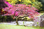 Roter Schlitz-Ahorn (Acer Dissectum Nigrum) im japanischen Garten