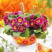 Primulas ('Eclipse Rose with Rim') in coloured bowl