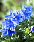 Blauer Steinsame (Lithodora diffusa 'Heavenly Blue')