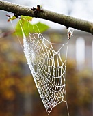 Spinnennetz am Zweig