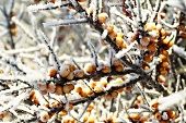 Sanddornzweige (Hippophae rhamnoides) mit Frost