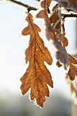 Eichenblätter mit Frost