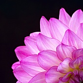 Pink dahlia (detail)