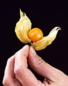 Hand holding a physalis