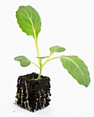 A young white cabbage plant