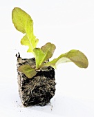 Young lettuce plant (Lactuca sativa var. foliosa)