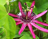 Passion flower 'Ladybird's Dream'