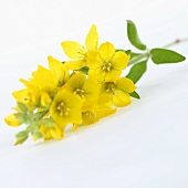 Loosestrife (Lysimachia punctata)